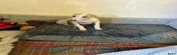 Whippet dogs for sale: Whippet - Advert 7