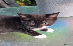 British Shorthair cats for sale: 5 kittens for sale( 4 female ,1 male - Image 10