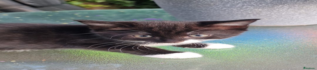 British Shorthair Kitten 3