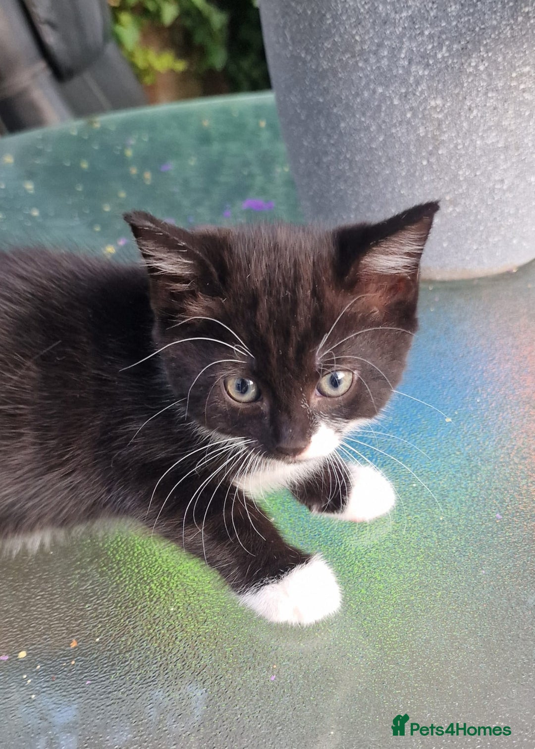 British Shorthair cats for sale: 5 kittens for sale( 4 female ,1 male - Image 10