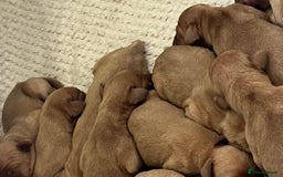 Labrador Retriever dogs for sale: SUPER DARK FOX RED KC LAB PUPS 5⭐️LICENSED BREEDER - Image 3