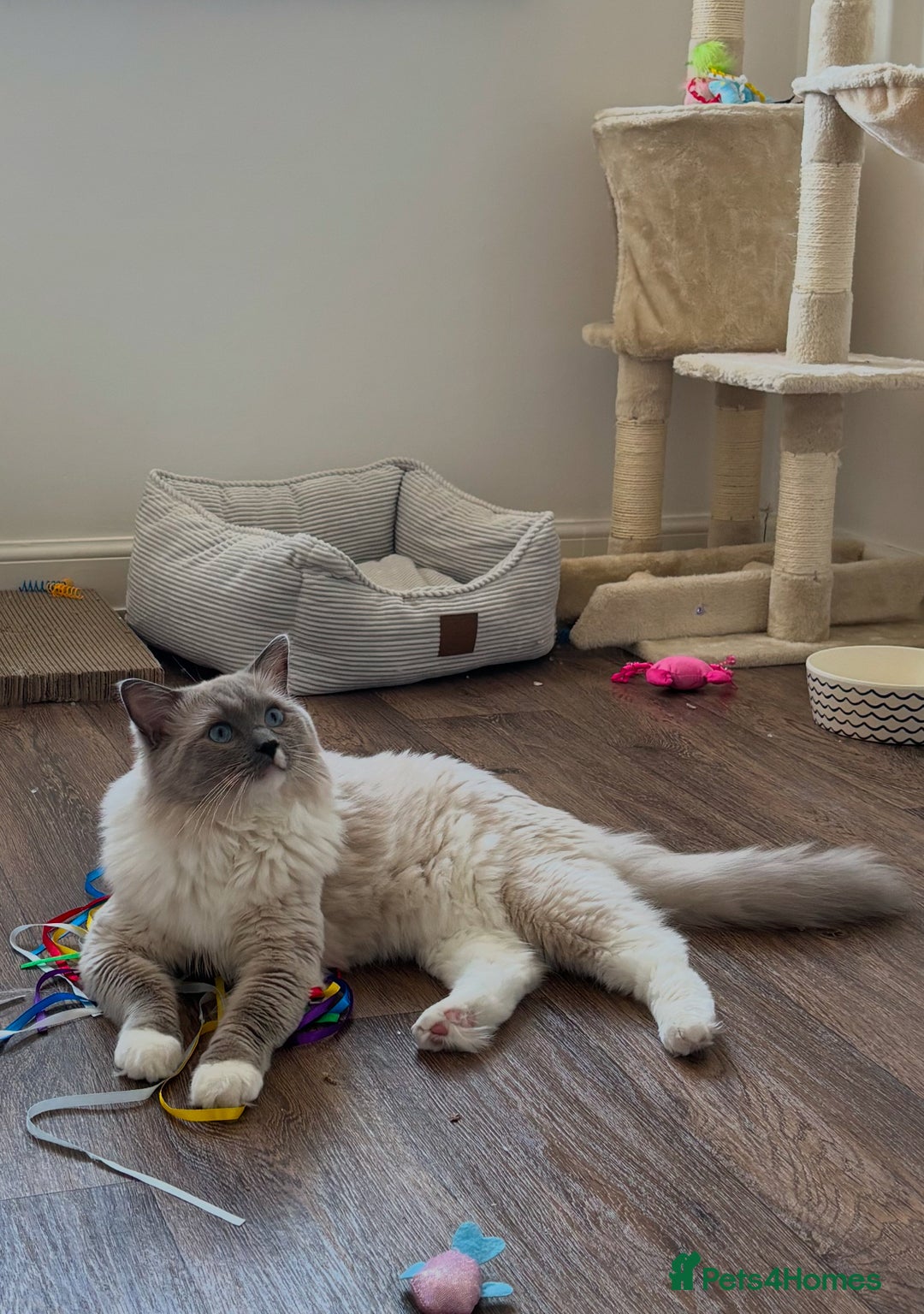 Ragdoll cats for sale: Breathtaking Poseidon - Image 4