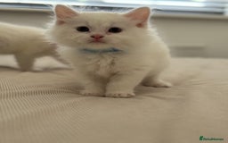 Mixed Breed cats for sale: Mixed breed white kittens  - Image 10