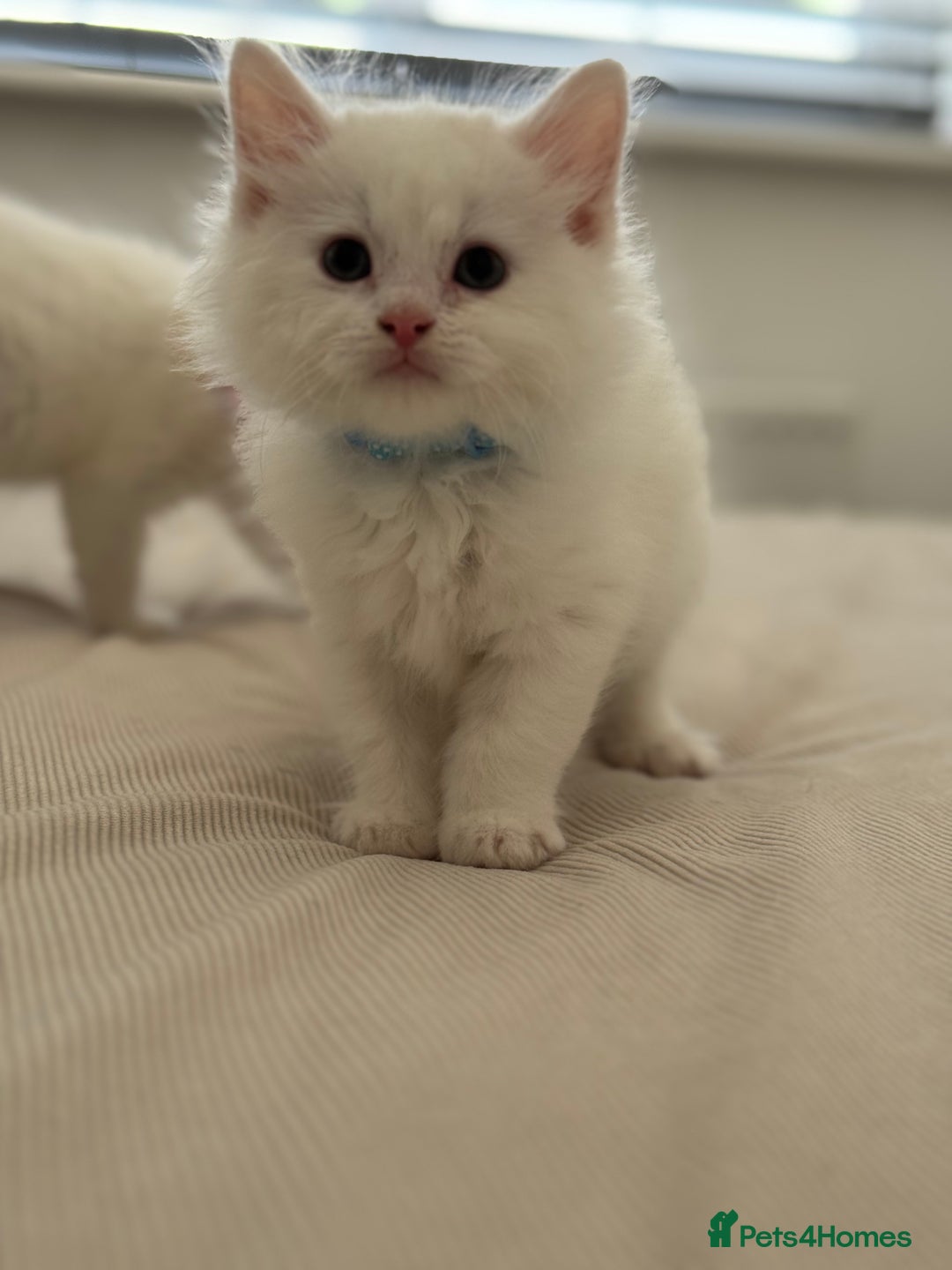 Mixed Breed cats for sale: Mixed breed white kittens  - Image 10