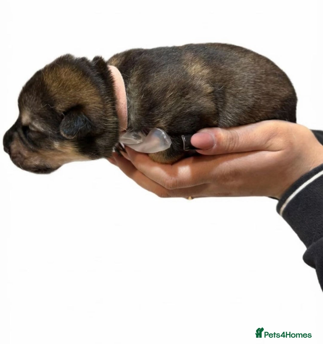 Shepsky dogs for sale: Shepsky puppies for sale - Advert 4