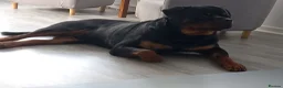 Rottweiler dogs for stud: Large Rottweiler  for stud  in Manchester - Advert 5