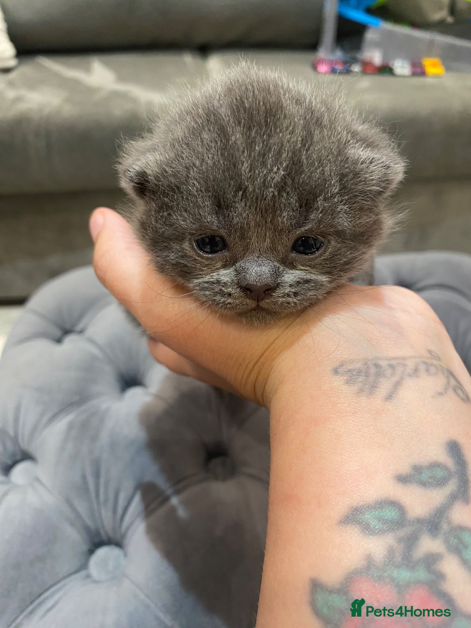 British Shorthair cats for sale: Beautiful British Blues  - Advert 5