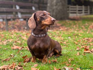 Miniature Dachshund dogs Chocolate and Tan Miniature Dachshund- Stud - Advert 14