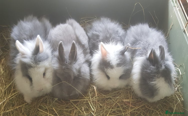 Lionhead rabbits in Solihull - Advert 4