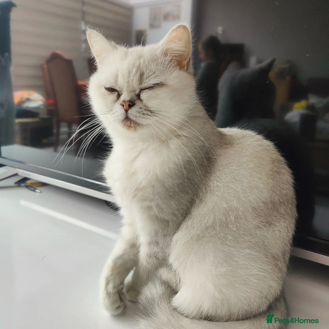 British Shorthair cats for sale: Beautiful British Shorthair Kittens for Sale  - Advert 2