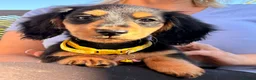 Miniature Dachshund dogs for sale: Long Haired - READY NOW. - Advert 5