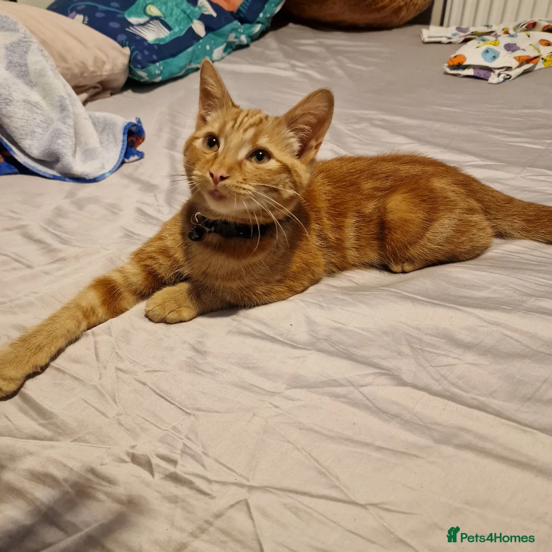 Mixed Breed cats for sale: Ginger Kitten Looking for a Loving Forever Home - Advert 2