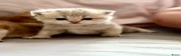 British Shorthair cats for sale: Wonderful BSH kittens for reserve  - Advert 9