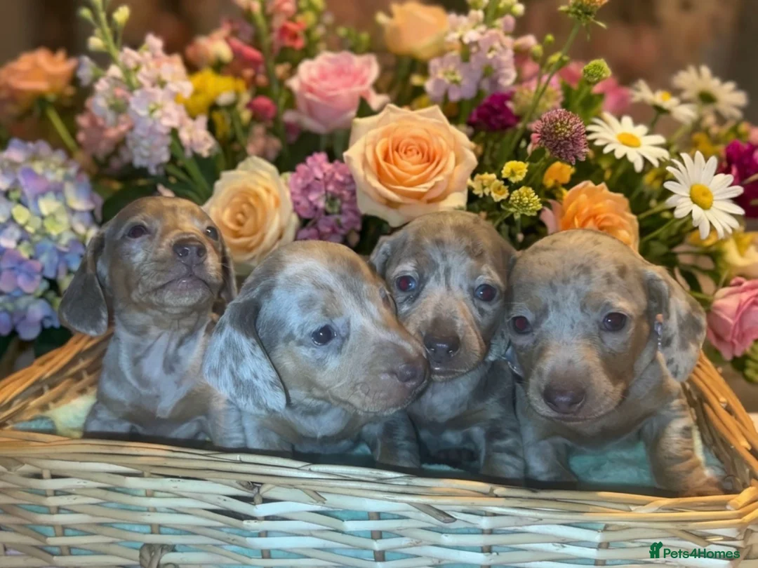Miniature Dachshund dogs for sale: Isabella silver dapple miniature Daschound puppy’s - Advert 5