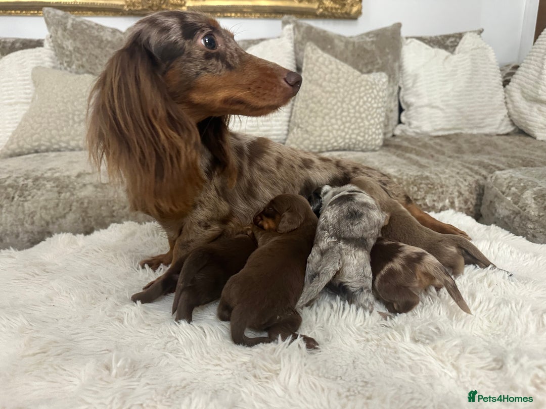 Miniature Dachshund dogs for sale: 👑 MINI LONG HAIRED DACHSHUNDS 👑 - Advert 2