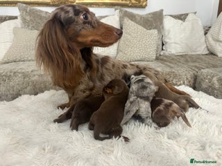 Miniature Dachshund dogs 👑 MINI LONG HAIRED DACHSHUNDS 👑 - Advert 2