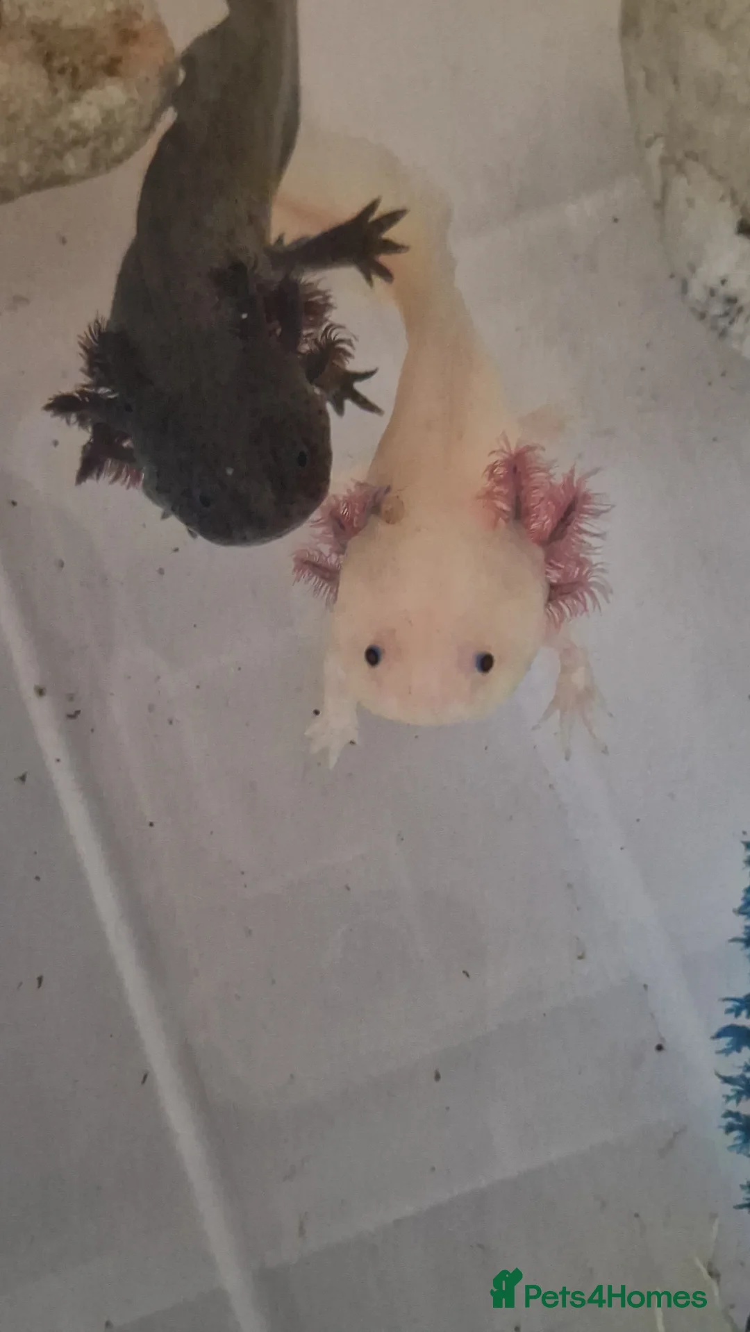 Axolotl reptiles for sale: Axolotls - Advert 2