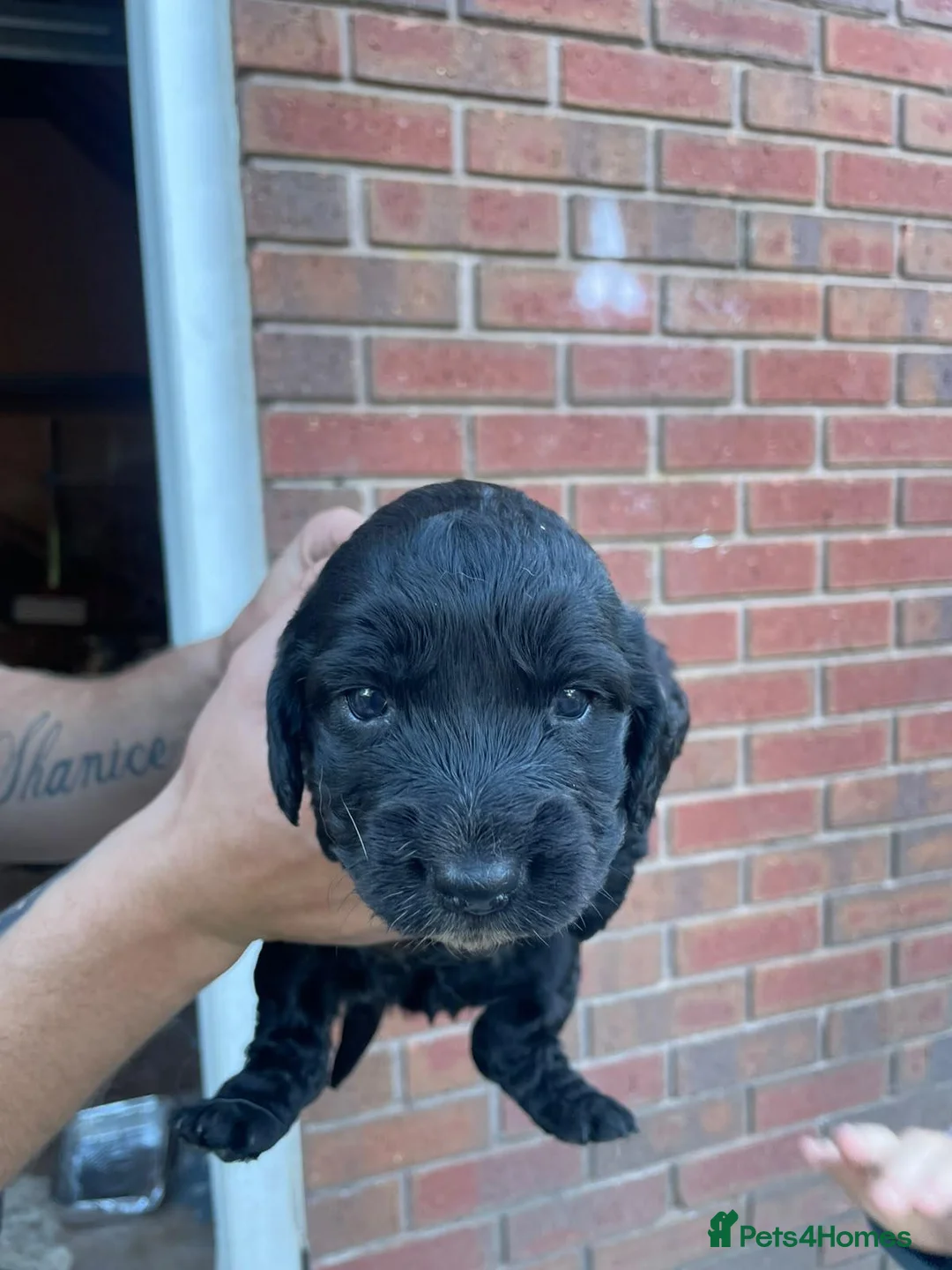 Mixed Breed dogs for sale: Male spring spaniel 6 week old - Advert 3