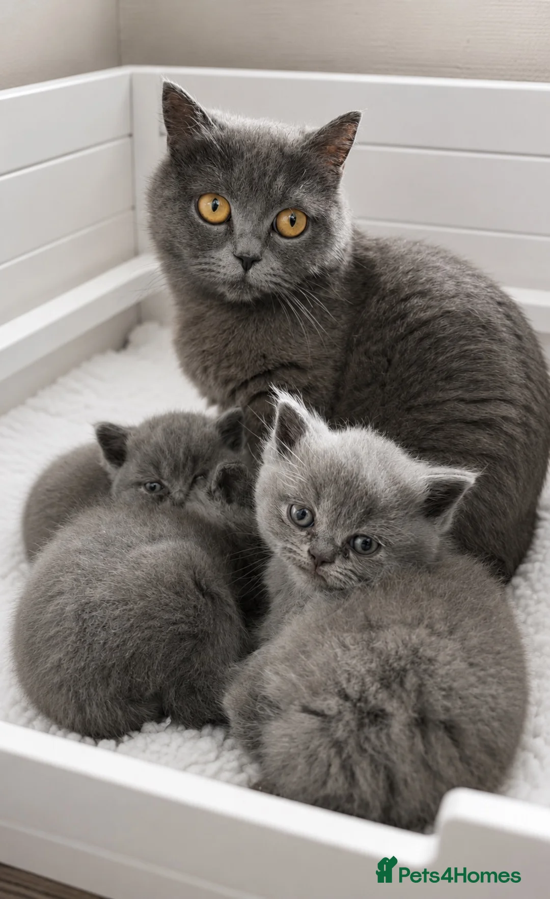 British Shorthair cats for sale: Beautiful British short hair boy - Advert 2