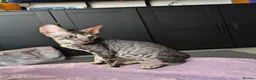 Cornish Rex cats for sale: Cornish Rex tabby kitten for sale  - Advert 1