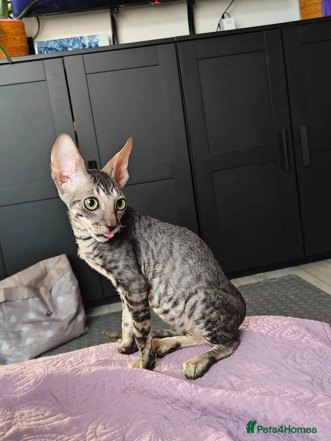 Cornish Rex cats for sale: Cornish Rex tabby kitten for sale  - Advert 1