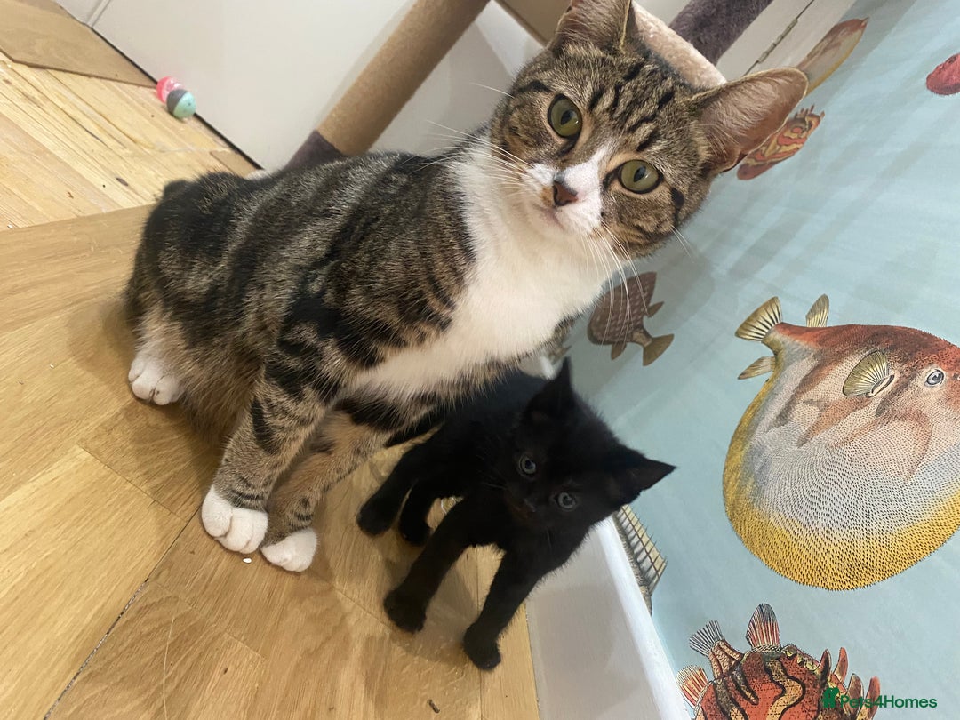 Mixed Breed cats for sale: 3 mixed breed kittens - Image 2