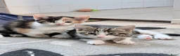 Mixed Breed cats for sale: Tabby Male kitten  - Advert 14