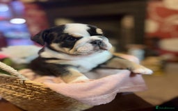English Bulldog dogs for sale: 💙💗 exceptional English bulldog puppies 💗 💙  - Image 1