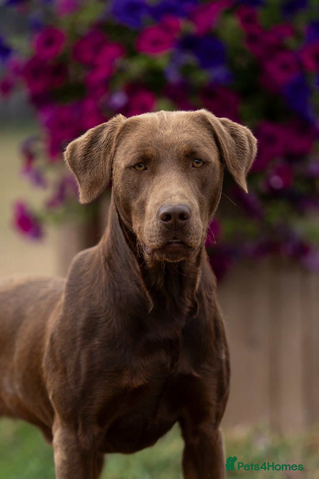 Labrador Retriever dogs for stud: KC Reg Chocolate Stud, 0/0 Hips & FTCH Pedigree in March - Advert 4