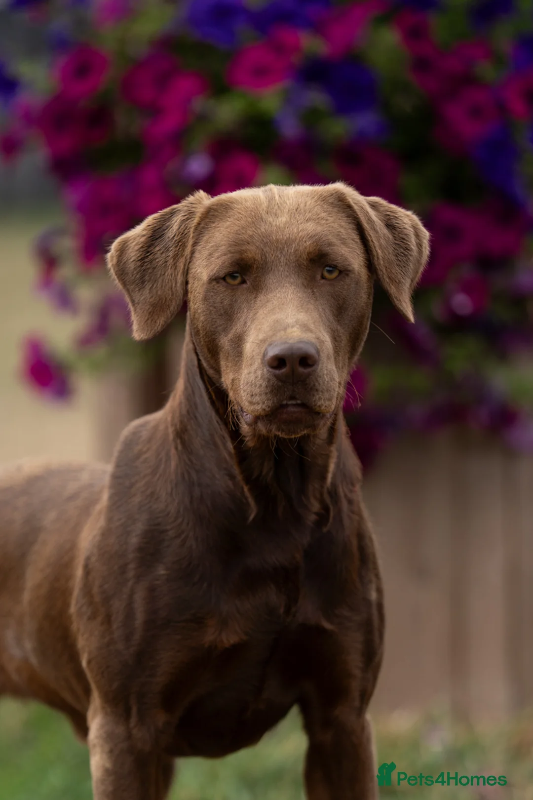 Labrador Retriever dogs for stud: KC Reg Chocolate Stud, 0/0 Hips & FTCH Pedigree in March - Advert 4