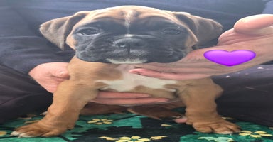 Boxer dogs - Advert 1