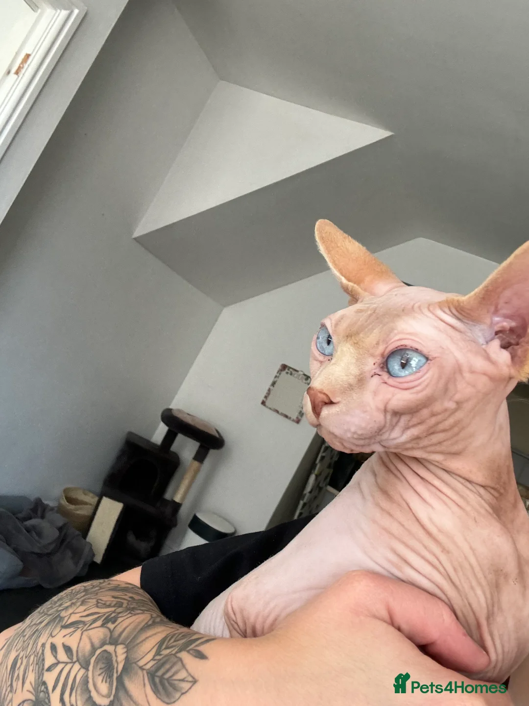 Sphynx cats for sale: Blue eyed Sphynx  - Advert 3