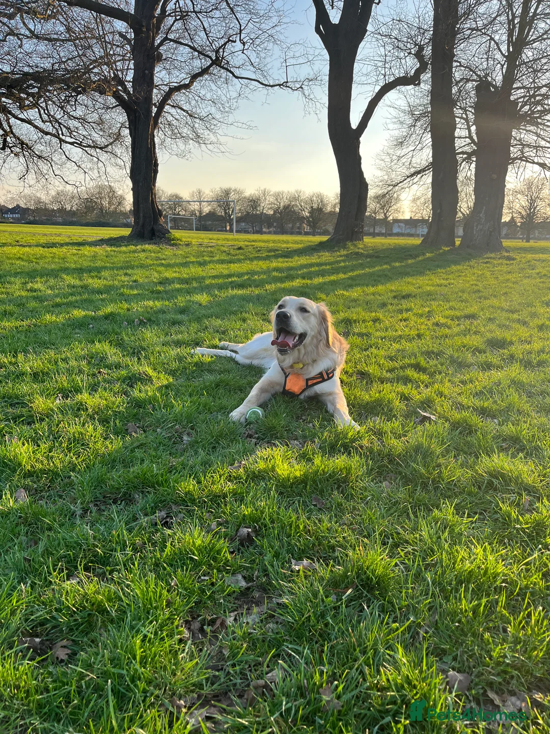 Golden Retriever dogs for stud: Proven Beautiful Golden Retriever Stud  in London - Advert 6