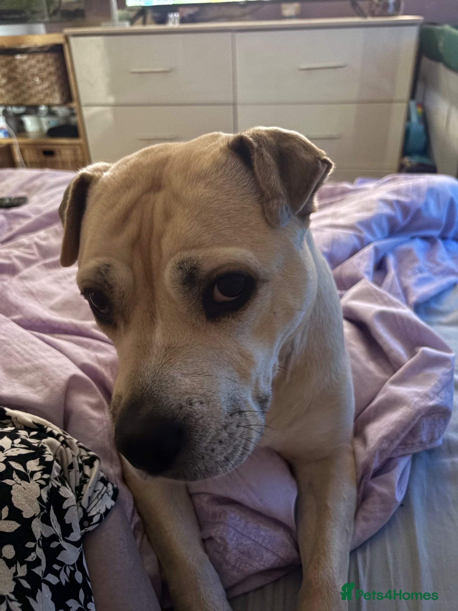 Mixed Breed dogs Loving family dog shar pei x staffy - Advert 2