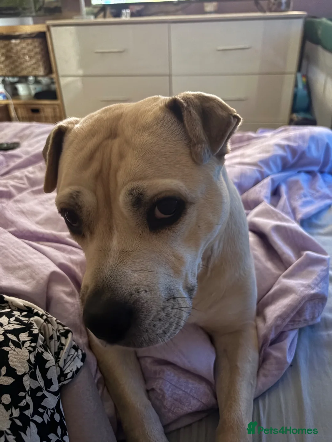 Mixed Breed dogs for sale: Loving family dog shar pei x staffy in Warwick - Advert 1