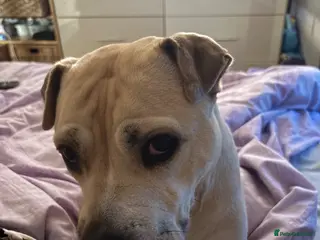 Mixed Breed dogs Loving family dog shar pei x staffy - Advert 4