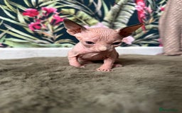 Sphynx cats for sale:  6 Beautiful Sphynx Kittens Ready Soon – 5★ - Image 39