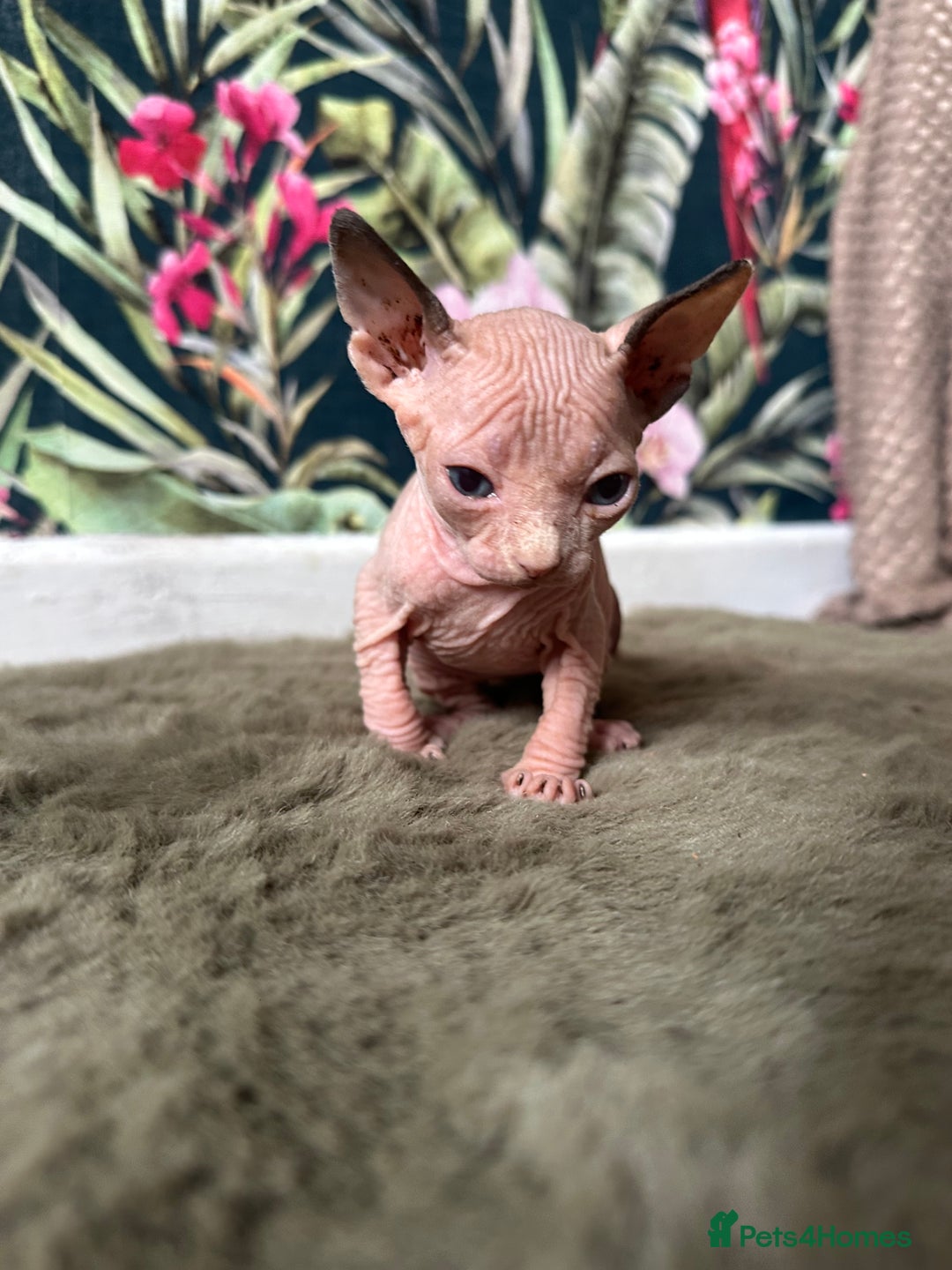 Sphynx cats for sale:  6 Beautiful Sphynx Kittens Ready Soon – 5★ - Image 39