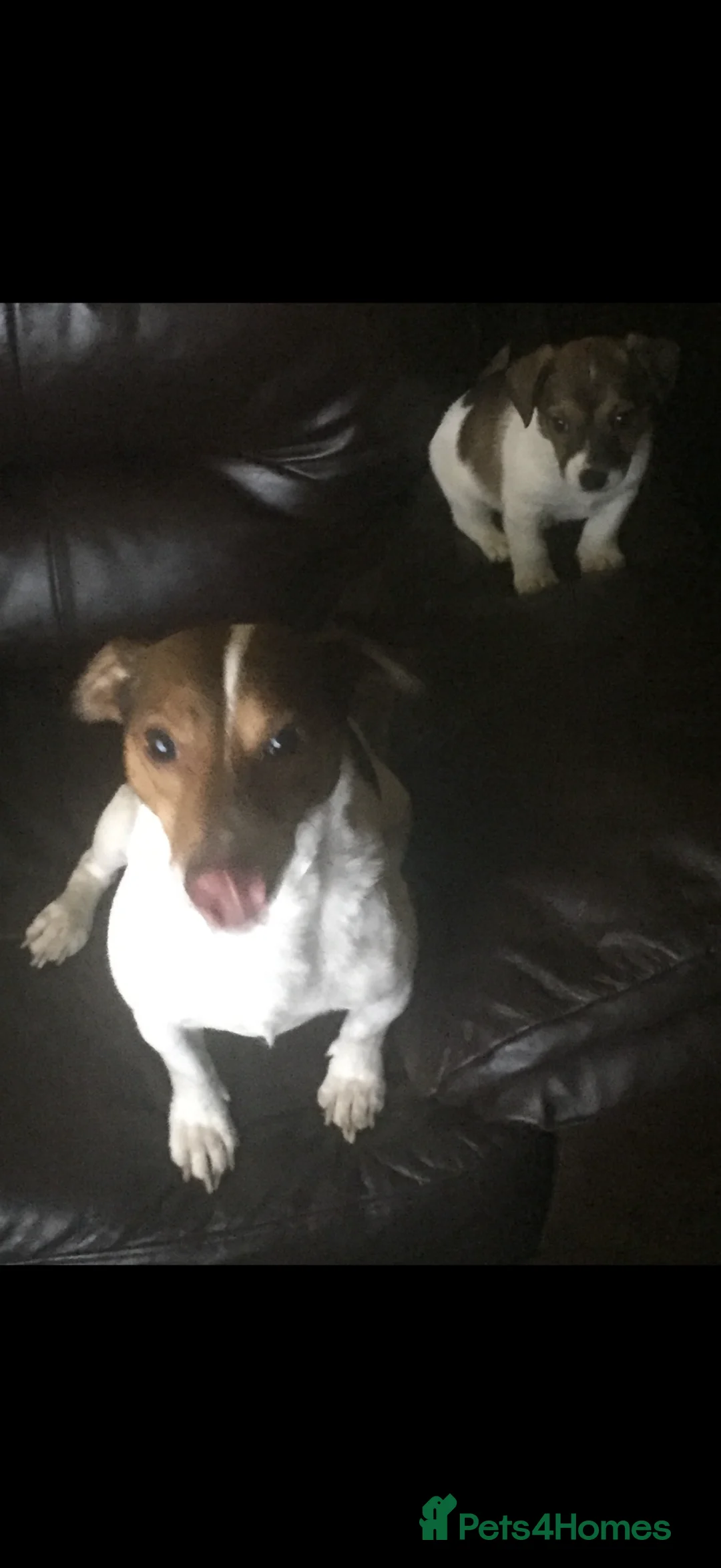 Jack Russell dogs for stud: Jack Russell for stud  - Advert 4
