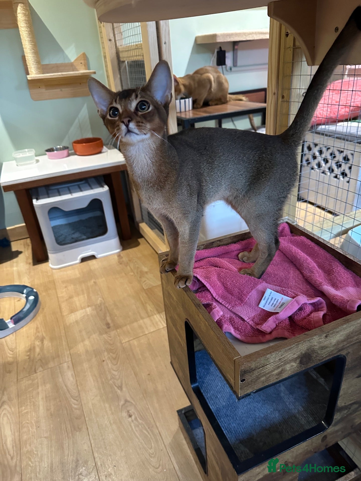 Abyssinian cats Last one boy ready to go🌟 - Advert 13