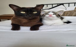 Burmese cats for sale: Burmese X Calico kittens - Image 2