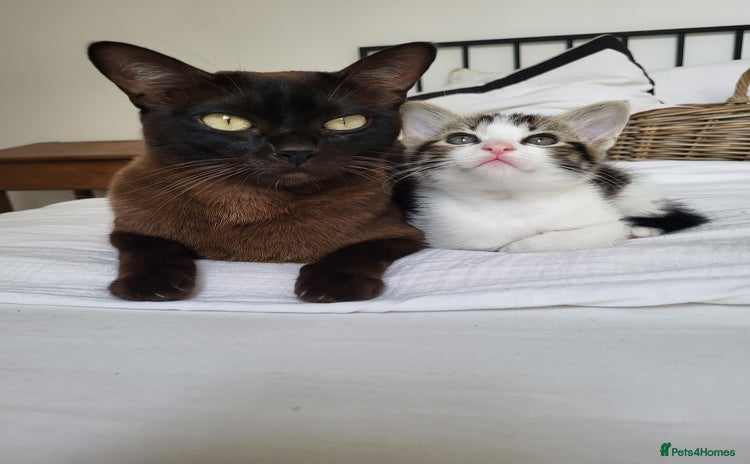 Burmese cats - Advert 1