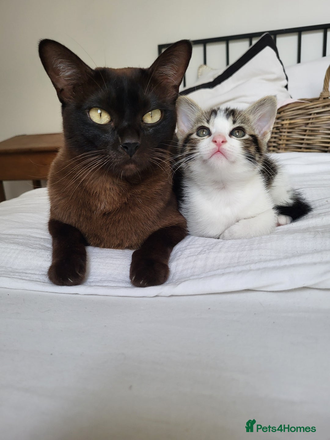 Burmese cats for sale: Burmese X Calico kittens - Image 2