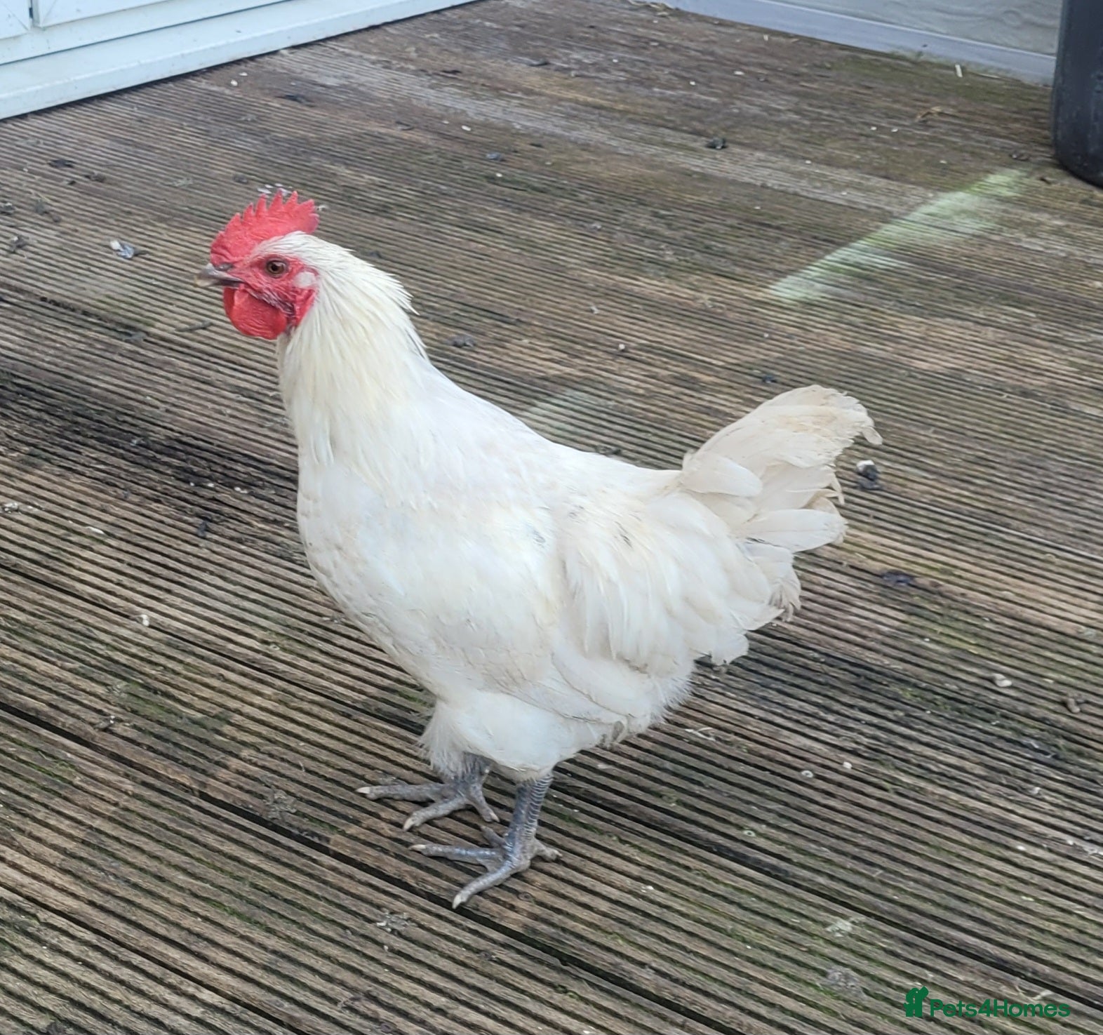 Chickens poultry Leghorn  - Advert 1