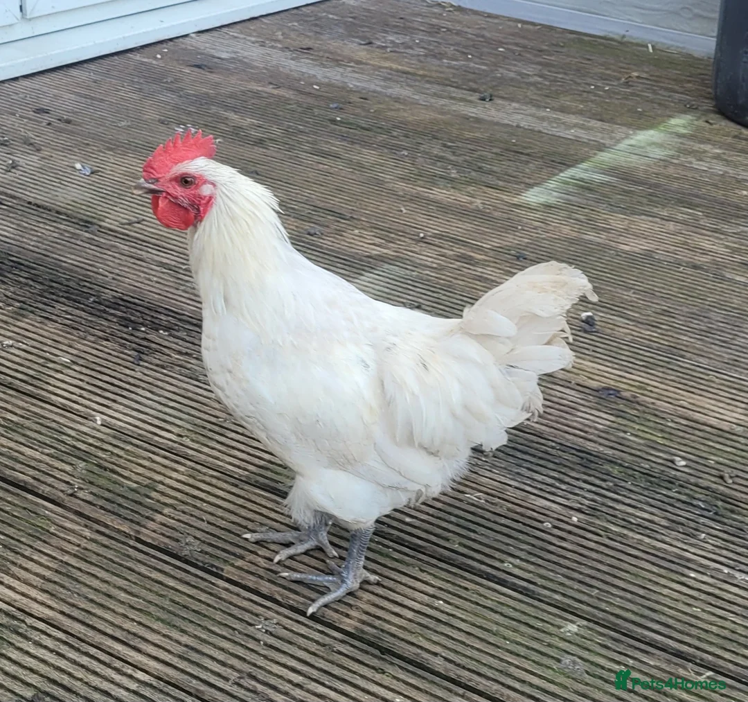 Chickens poultry for sale: Leghorn  - Advert 1