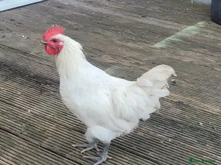 Chickens poultry Leghorn - Advert 1