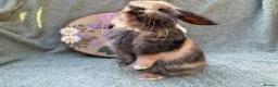 Mini Lop rabbits for sale: 2 mini lop bucks - Advert 13