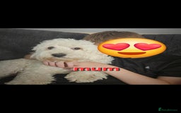 Cockapoo dogs for sale: Cockerpoo puppies for sale  - Image 10