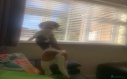 Beagle dogs for adoption: Blaze needs his forever home - Image 8