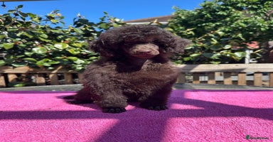 Miniature Poodle dogs in Worcester - Advert 5
